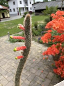 Cleistocactus smaragdiflorus